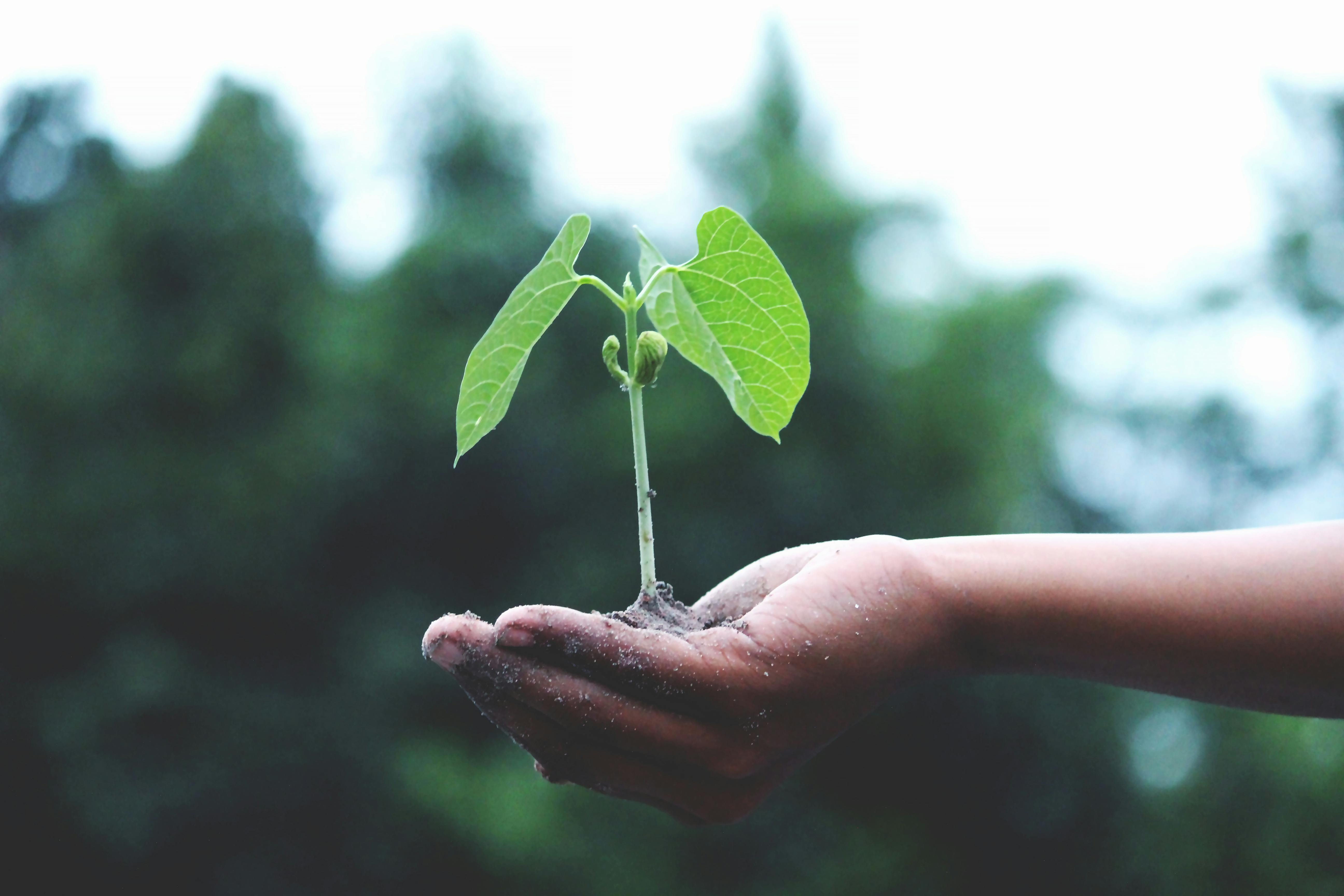 Person holding sapling